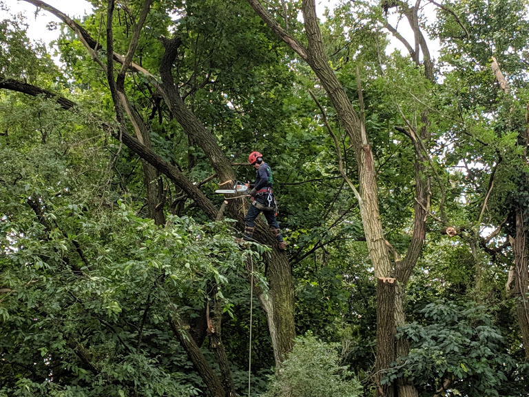 Tree Trimming in Succasunna NJ